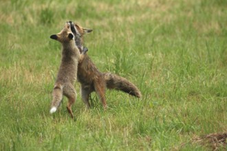Red fox (Vulpes vulpes) male and weaned young playing on a mown meadow in light rain, Allgäu,