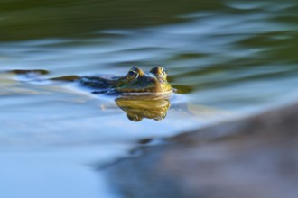 European Common Frog (Rana temporaria), with gentle reflection in the calm blue water of a pond,