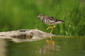 A bird runs quickly along the water while its movements are reflected in the water, ruff (Calidris