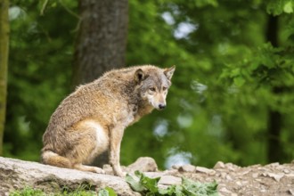 Eastern wolf (Canis lupus lycaon) sitting on a little hill, Bavaria, Germany