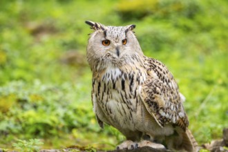 Western Siberian eagle-owl (Bubo bubo sibiricus) sitting on the ground, captive, Bavaria, Germany