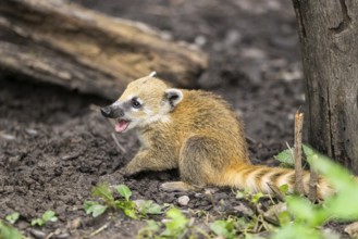 South American coati (Nasua nasua) youngster walking on the ground, captive, Zoo Augsburg