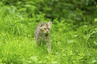 European wildcat (Felis silvestris) walking on a meadow, Bavaria, Germany