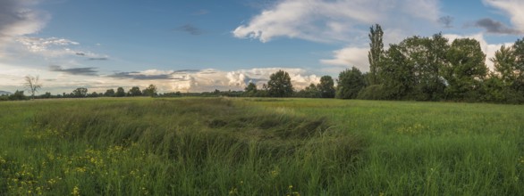 Lush green grass and wildflowers stretch across a wide field. The sky is painted with soft clouds