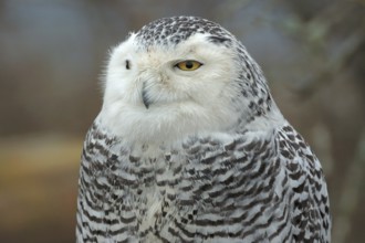 Snowy Owl (Bubo scandiacus), British Columbia, Canada