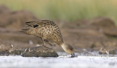 Grey Teal (Anas gracilis), Victoria, Australia