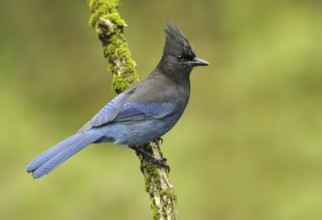 Steller's Jay (Cyanocitta stelleri), British Columbia, Canada