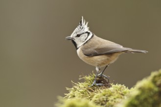 European Crested Tit (Lophophanes cristatus), Rhineland-Palatinate, Germany