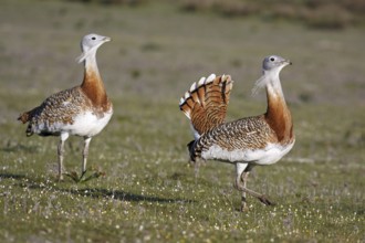 Great Bustard (Otis tarda), Extremadura, Spain