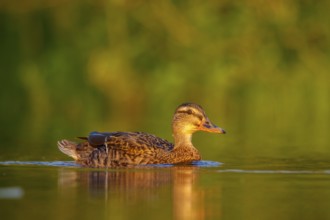 Mallard (Anas platyrhynchos) female, North Rhine-Westphalia, Germany