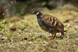 Malaysian Partridge (Arborophila campbelli), Panang, Malaysia