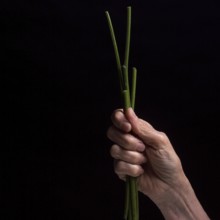 A hand grips a bundle of fresh chives, showcasing their vibrant green color. The dark background