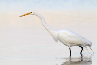 Great Egret (Ardea alba), Florida, USA