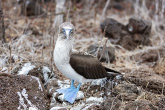 Blue-footed Booby (Sula nebouxii), Galapagos, Ecuador