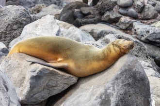 Sea lions (Zalophus wollebaeki), San Cristobal, Galapagos, Ecuador