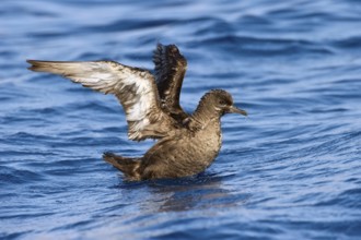 Sooty Shearwater (Ardenna grisea), Eilat, Israel