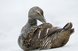 Eiderente (Somateria mollissima), Eider, Weibchen sitzt am Strand und putzt sich, Juni, Duene der