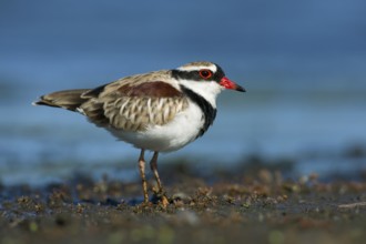 Black-fronted Dotterel (Elseyornis melanops), Victoria, Australia