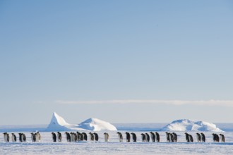 Emperor Penguin (Aptenodytes forsteri), Queen Maud Land, Antarctica