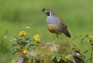 California Quail (Callipepla californica) male, British Columbia, Canada