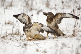 Common Buzzard (Buteo buteo) wrangling, Saxony-Anhalt, Germany