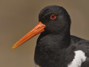 Eurasian Oystercatcher (Haematopus ostralegus), Schleswig-Holstein, Germany