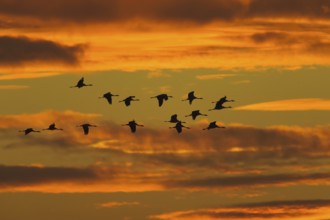 Common Crane (Grus grus) flying, Lower Saxony, Germany