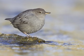 American Dipper (Cinclus mexicanus), British Columbia, Canada