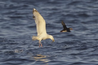 European Herring Gull (Larus argentatus) flying, Newfoundland, Canada