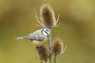 Eurasian Blue Tit (Cyanistes caeruleus), Rhineland-Palatinate, Germany