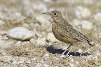 Spike-heeled Lark (Chersomanes albofasciata), Etosha National Park, Namibia