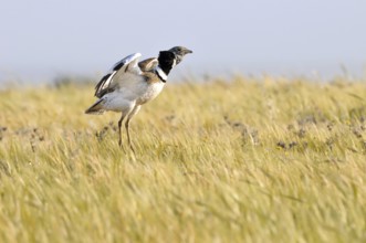 Little Bustard (Tetrax tetrax) mating, Extremadura, Spain