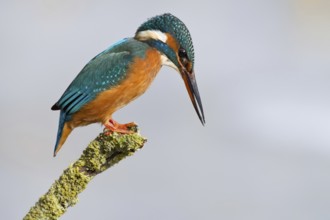 Common Kingfisher (Alcedo atthis) female, Hesse, Germany