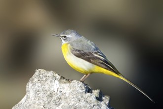 Grey Wagtail (Motacilla cinerea) male, Baden-Wuerttemberg, Germany