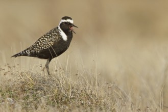 American Golden Plover (Pluvialis dominica) male, Manitoba, Canada