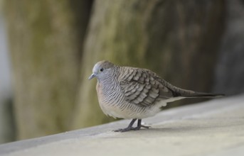 Zebra Dove (Geopelia striata), Mauritius