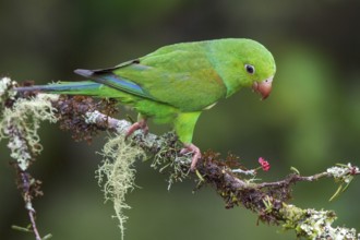 Plain Parakeet (Brotogeris tirica) perched on a branch in the Atlantic rainforest of southeast
