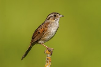 Swamp Sparrow Melospiza georgiana Tamarack, Aitken County, Minnesota, United States 18 June Adult
