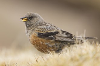 Alpine Accentor (Prunella collaris montana) perched on the ground, feeding on seeds, Caucasus,