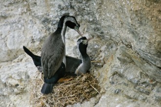 Spotted Shag (Phalacrocorax punctatus) pair at nest, South Island, New Zealand