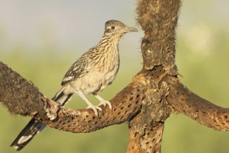 Greater Roadrunner (Geococcyx californianus), Arizona, USA