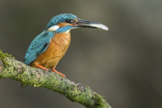 Common Kingfisher (Alcedo atthis) male perched on a branch with a fish in its beak, Lower Saxony,