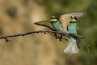 European Bee-eater (Merops apiaster), Saxony-Anhalt, Germany