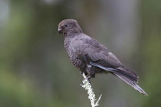 Lesser Vasa Parrot (Coracopsis nigra), Analamazoatra Reserve, Madagascar