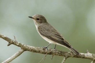 Grauwe vliegenvanger, Spotted flycatcher, Muscicapa striata