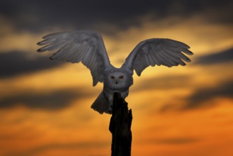 Beautiful sunset sky with flying owl. Snowy owl, Nyctea scandiaca, rare bird sitting on the tree