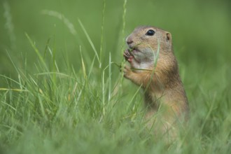 European Ground Squirrel (Spermophilus citellus) foraging in meadow, Austria