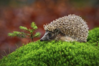 West European Hedgehog in green moss with little spruce tree, orange background during autumn,