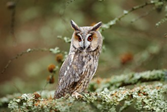 Owl in nature wood nature habitat. Bird sitting on the tree, long ears. Owl hunting. Green lichen