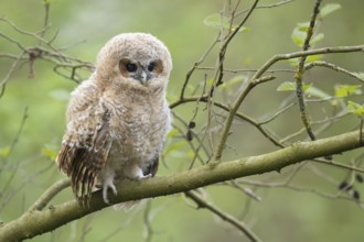 Tawny Owl (Strix aluco) juvenile perched on a branch, North Rhine-Westphalia, Germany